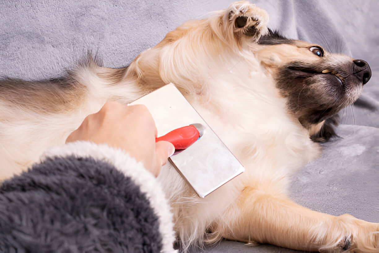 Tylosin Powder for Dogs