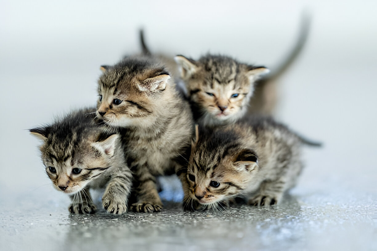 Toltrazuril for Coccidia in Kittens