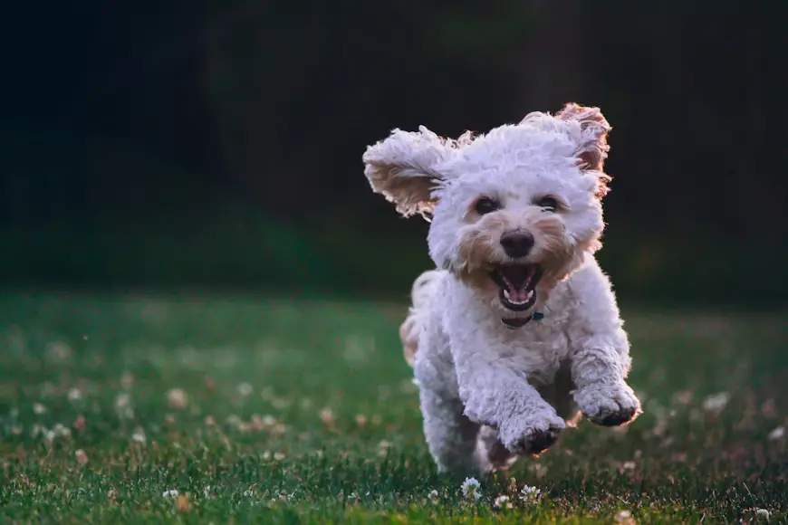 blog dogs really need vitamins