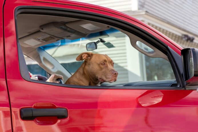 road trip ready: how to travelcomfortably and safely with your dog