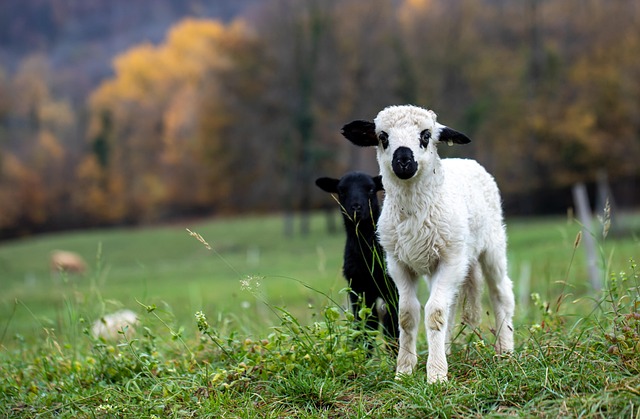 fenbendazole wormer vs baycox toltrazuril, effective dewormer guide for animals baycox toltrazuril, fenbendazole wormer,