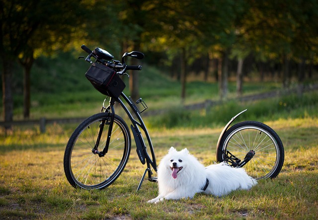 toltrazuril for dogs and cats: advantages, dosage, and safety toltrazuril for dogs