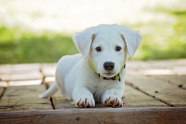 fenbendazole liquid for animals: dosage & safety fenbendazole liquid