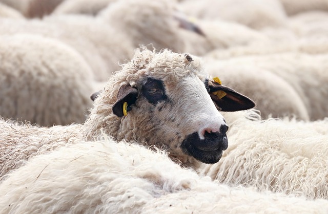 amprolium for sheep and goats: effective coccidiosis control guide amprolium for sheep