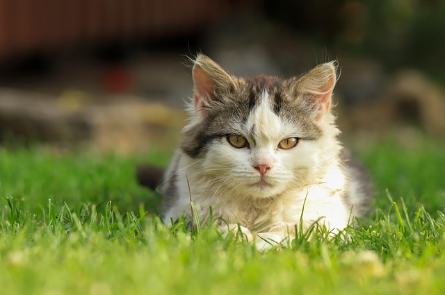toltrazuril for cats: everything you need to know for safe use toltrazuril cats