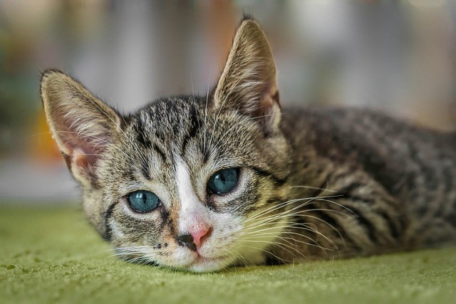 signs that your pets carry internal parasites and how to cure them fast internal parasites in animals