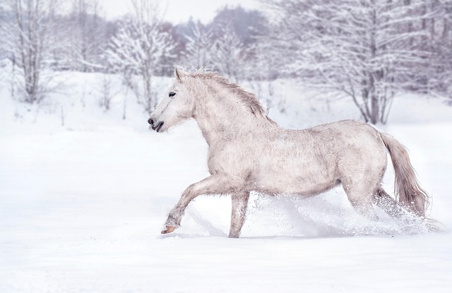 how race horse meds toltrazuril functions on equinos and show horses race horse meds toltrazuril