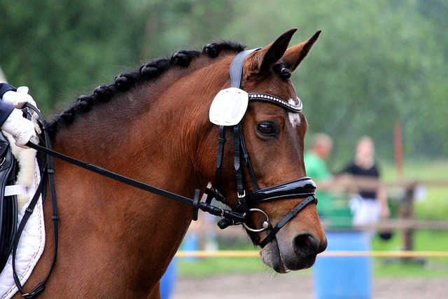 maximizing horse health with toltrazuril equine toltrazuril equine