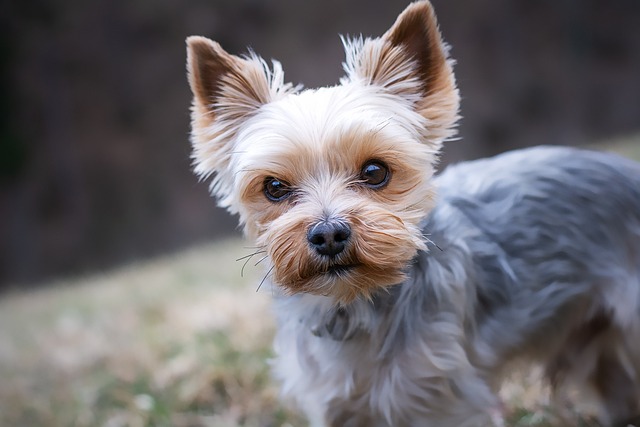 toltrazuril 10% for dogs: advanced guide to coccidiosis control and prevention toltrazuril 10%