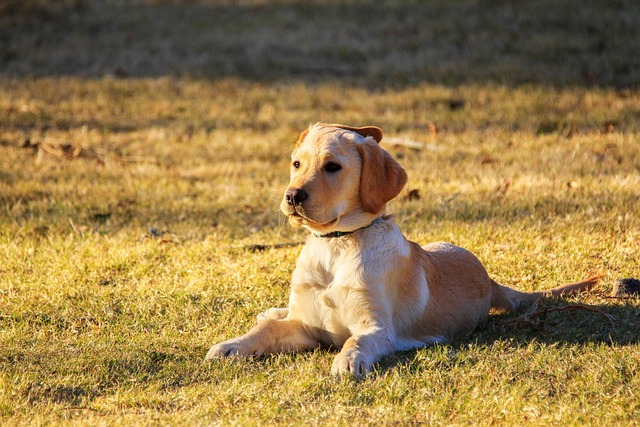 effective canine deworming: fenbendazole suspension for dogs and fenbendazole liquid solutions fenbendazole suspension for dogs