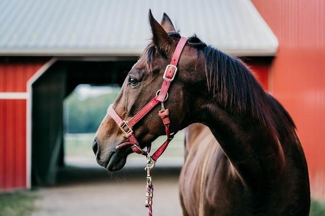 when and how toltrazuril paste and toltrazuril epm enhance equine health toltrazuril paste