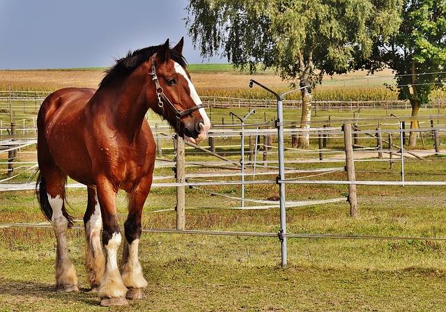 top 5 horse owner mistakes in using fenbendazole dewormer fenbendazole horse dewormer