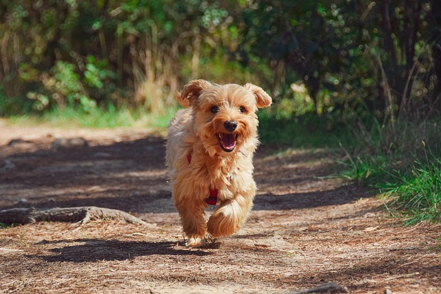 innovative approaches to canine parasite control using fenbendazole suspension for dogs fenbendazole suspension for dogs