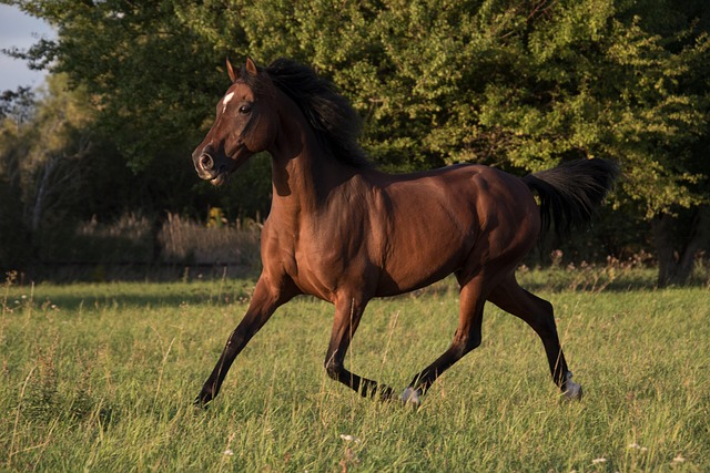 discover the ultimate horse fenbendazole worming strategy horse fenbendazole