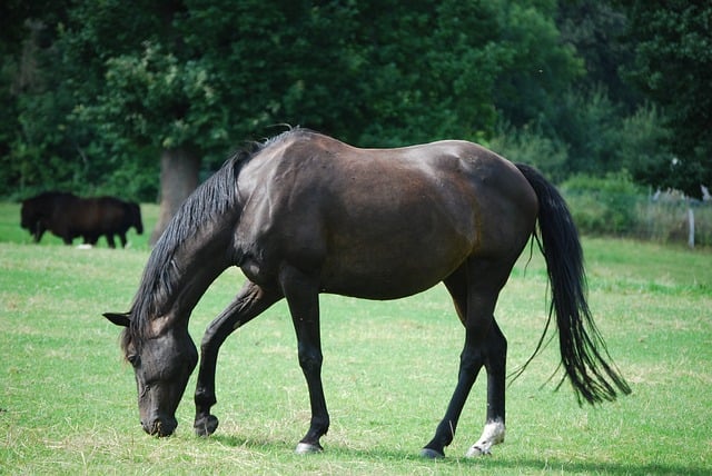 why fenbendazole equine is redefining parasite care beyond traditional wormer fenbendazole equine
