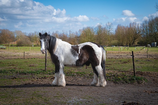 fenbendazole for horses vs. cats: what cross-species use reveals about safety fenbendazole for horses