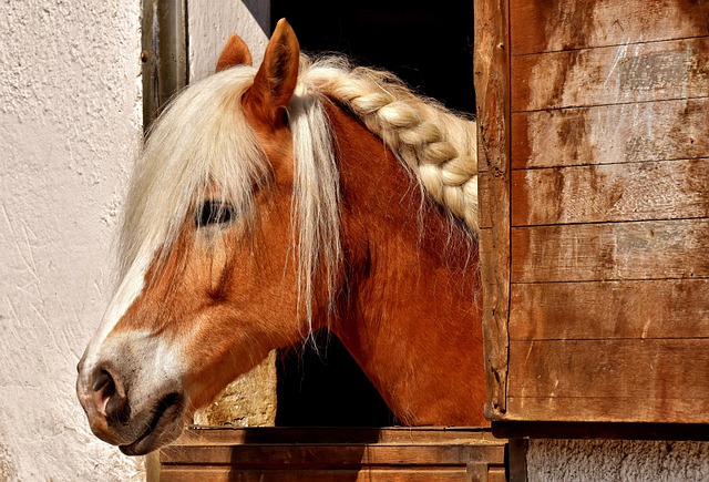 fenbendazole horse dewormer vs. ivermectin: which dewormer truly wins? fenbendazole horse dewormer