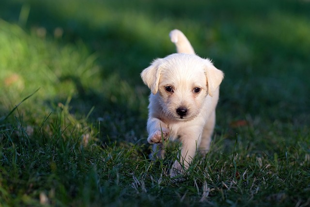 advanced fenbendazole suspension protocols for comprehensive canine dewormin fenbendazole suspension for dogs