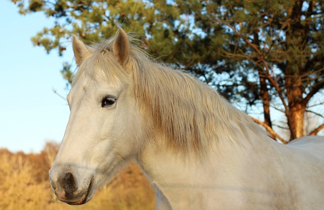 unveiling the role of fenbendazole liquid in stress-free equine dosing fenbendazole equine