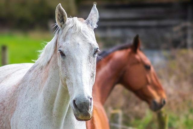beyond paste treatments: why fenbendazole liquid is reshaping deworming practices fenbendazole liquid