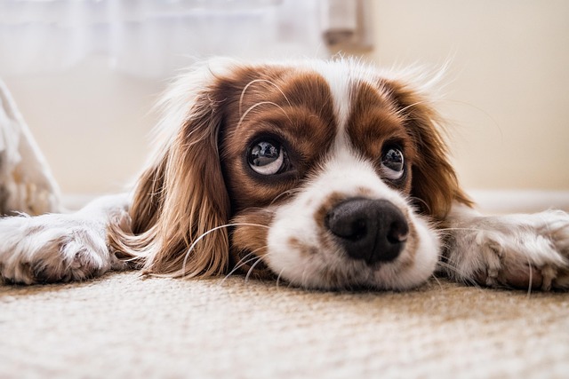 hidden benefits of fenbendazole wormer that most dog owners miss fenbendazole wormer