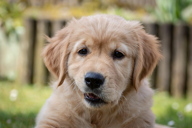 how fenbendazole wormer supports cross-species deworming protocols fenbendazole horse wormer for dogs