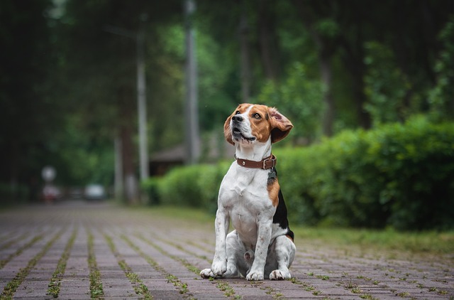 why vets recommend fenbendazole liquid and fenben 10 across horses and dogs fenbendazole horse wormer for dogs