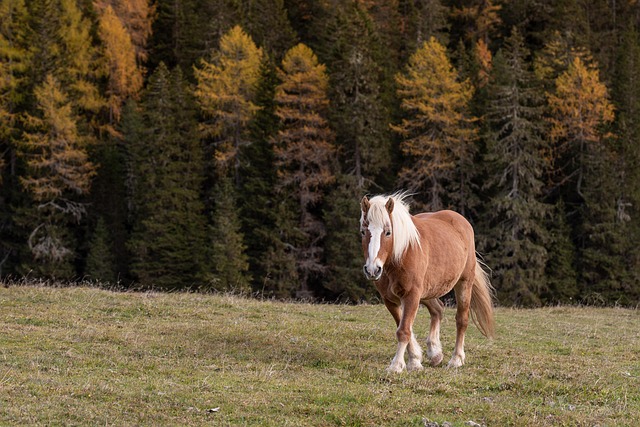 cross-species applications of fenbendazole: what studies show for horses and beyond fenbendazole for horses