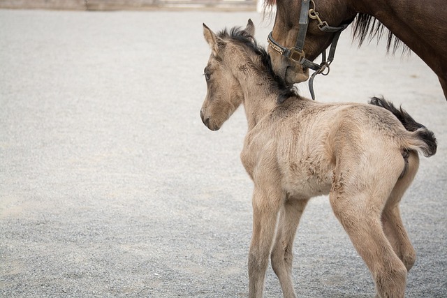 latest veterinary study finds fenbendazole wormer reduces roundworm load by 87% horse fenbendazole