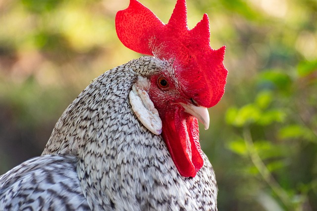 fenbendazole safeguard vs ivermectin: which dewormer works best for chickens? fenbendazole chickens