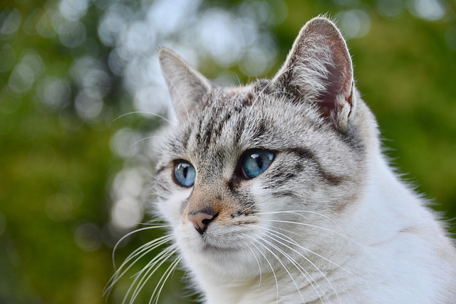 fenbendazole wormer for cats: over the counter vs. prescription use fenbendazole dewormer for cats
