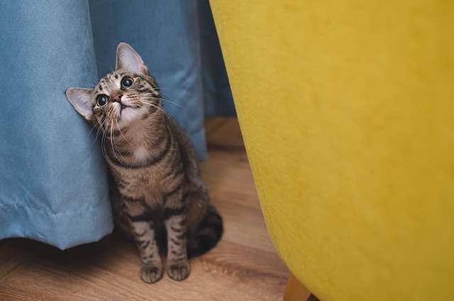 2025 statistics on fenbendazole cats’ dosage: what pet owners need to know feline metronidazole