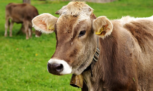 how one farmer managed parasites: fenbendazole treatment stories from cattle ranches fenbendazole for cows
