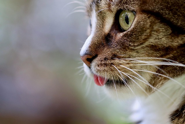 blog fenbendazole feline
