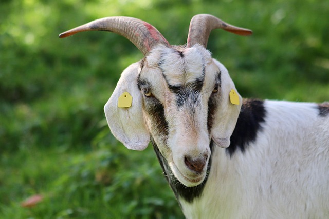 managing coccidiosis in goats with fenbendazole for coccidia: what you should know fenbendazole for coccidia