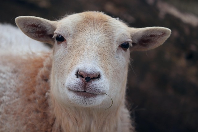 comparative study of fenbendazole for sheep versus albendazole in ovine helminthiasis fenbendazole for sheep