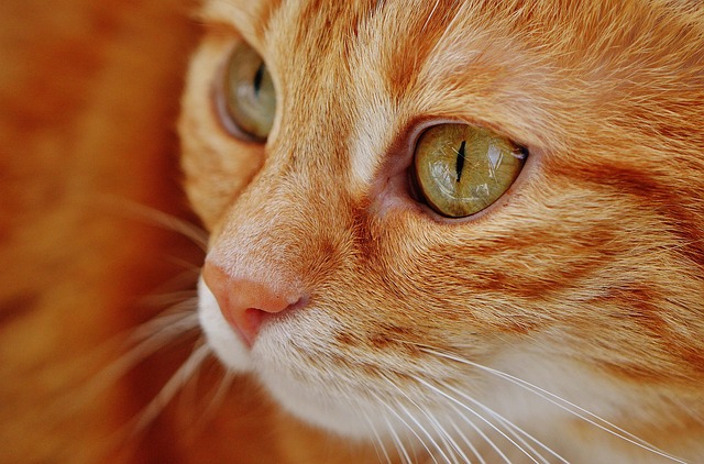 fenbendazole dosage cats: role in combination therapy with praziquantel fenbendazole dosage cats