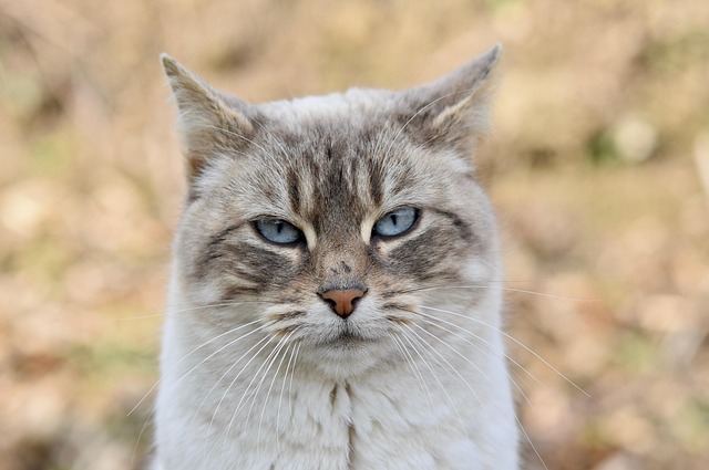 interpreting dewormers: the role of fenbendazole for cats over the counter in modern feline health fenbendazole for cats over the counter