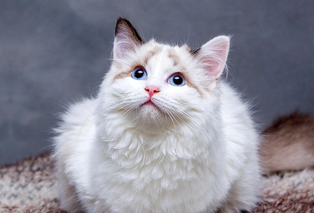 could breed or dna influence a kitten’s response to fenbendazole kitten dosage? fenbendazole kitten dosage