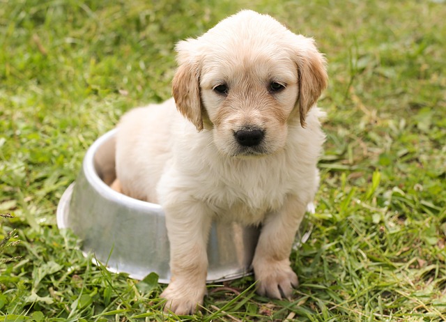 maximizing therapeutic outcomes with fenbendazole 10 dosage for dogs fenbendazole 10 dosage for dogs