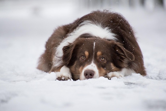 95% effective? fenbendazole research in mdr1-variant dogs fenbendazole mdr1