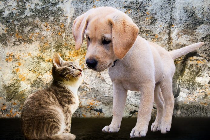 understanding fenbendazole’s role in controlling coccidia outbreaks in kennels and catteries fenbendazole coccidia