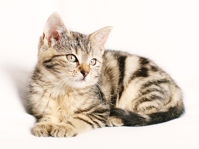 fenbendazole wormer for cats