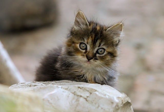 success rates of correct fenbendazole dosage for cats fenbendazole cat dosage