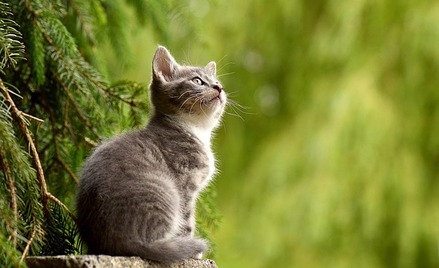common mistakes in fenbendazole dosing for cats and how to avoid them fenbendazole for cats dose