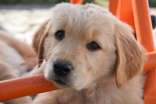 treatment of worm infestations in pregnant dogs with fenbendazole fenbendazole pregnant dog