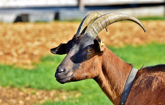 understanding coccidia infection: how fenbendazole goat dewormer helps according to studies fenbendazole for goats