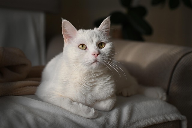 understanding rare but serious side effects of fenbendazole in cats fenbendazole for cats side effects
