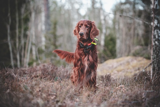 fenbendazole oral suspension safety profile across different dog breed fenbendazole oral suspension for dogs