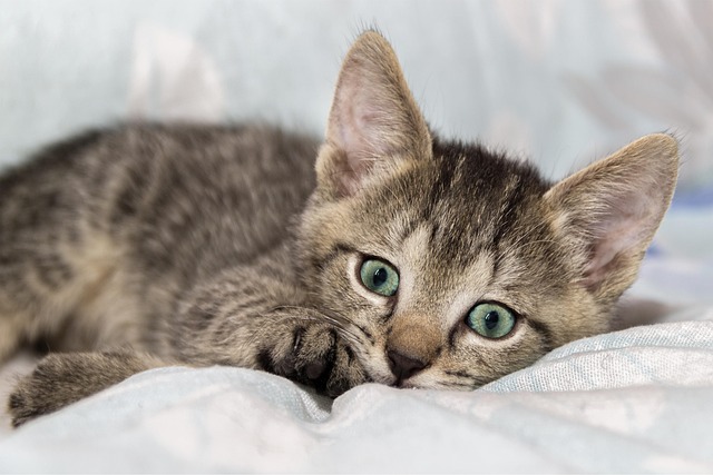 how veterinarians use fenbendazole for cats lungworm fenbendazole for cats lungworm